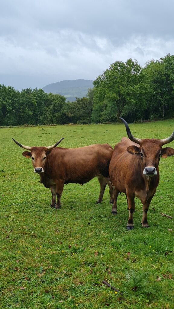 Sobre a Rede - Rubia Galega escura
