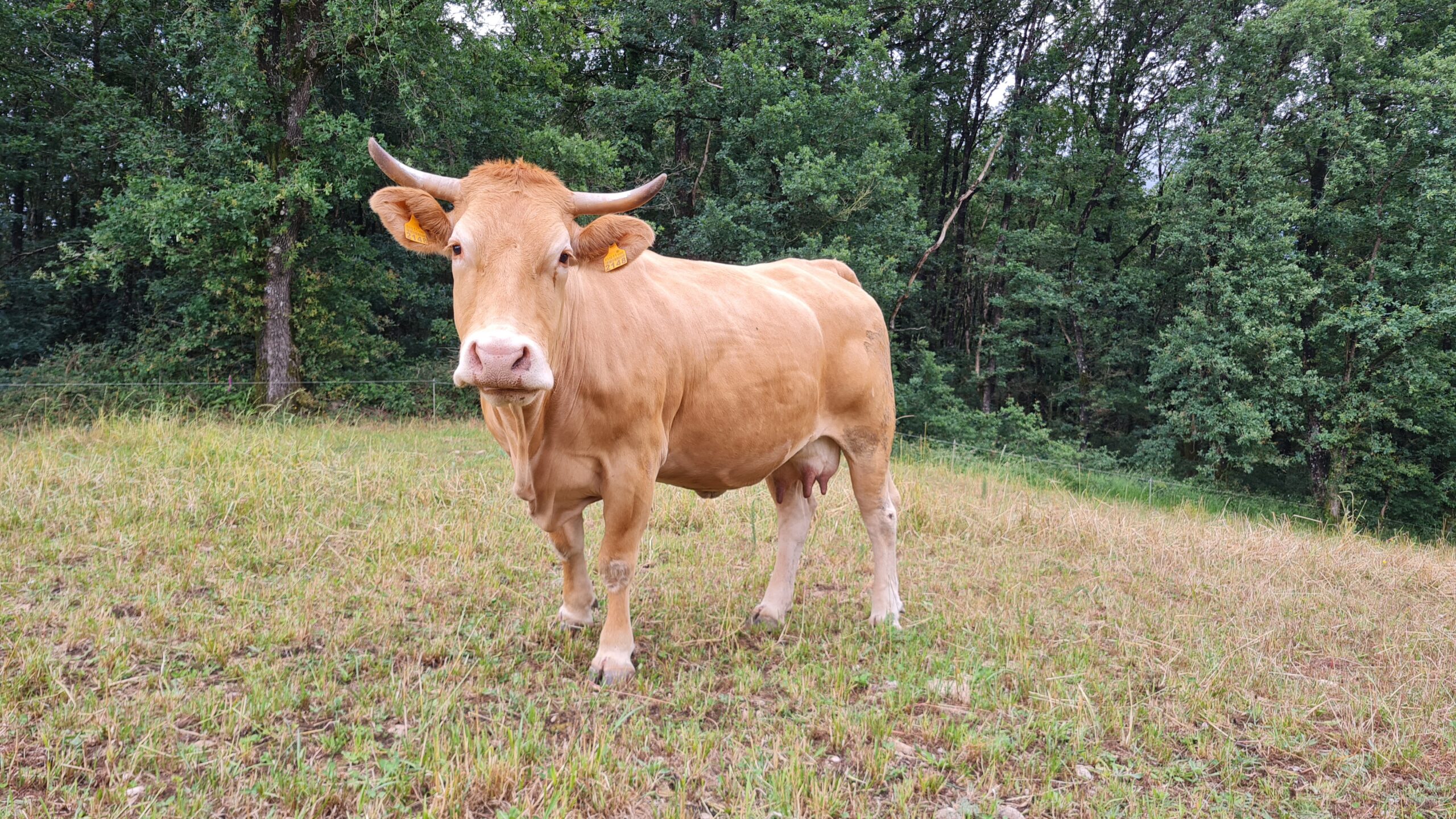 Sobre a Rede - Rubia Galega