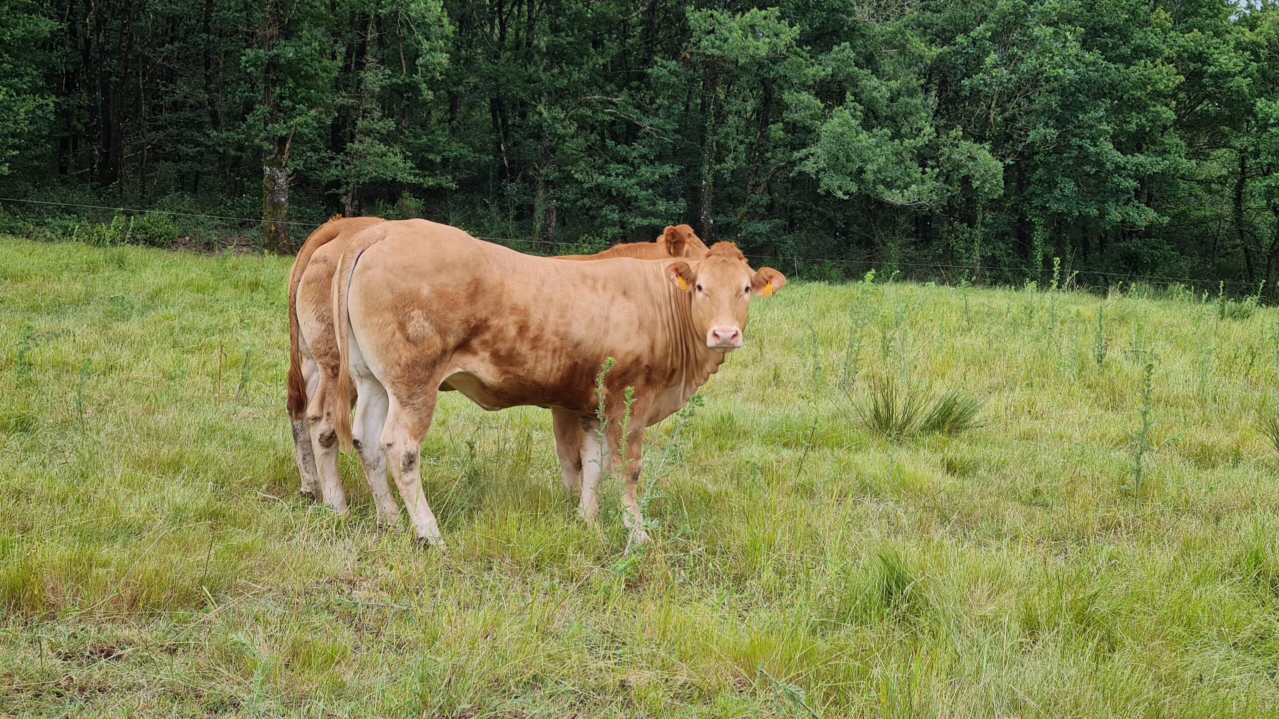 Pilotos - Rubia Galega